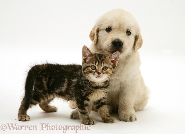 Tabby Kitten and Golden Retriever puppy, white background