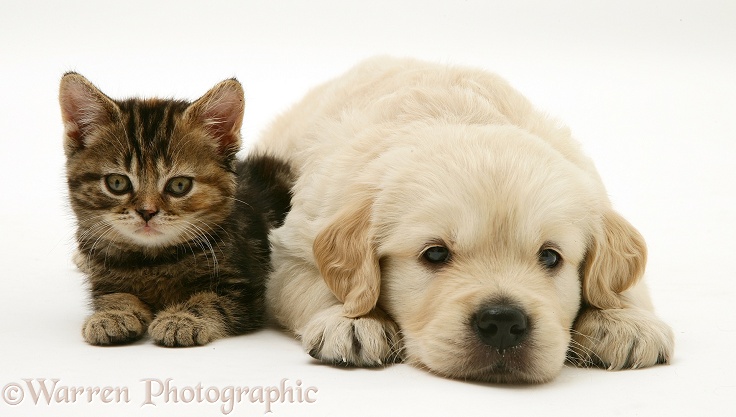 Tabby Kitten and Golden Retriever puppy, white background