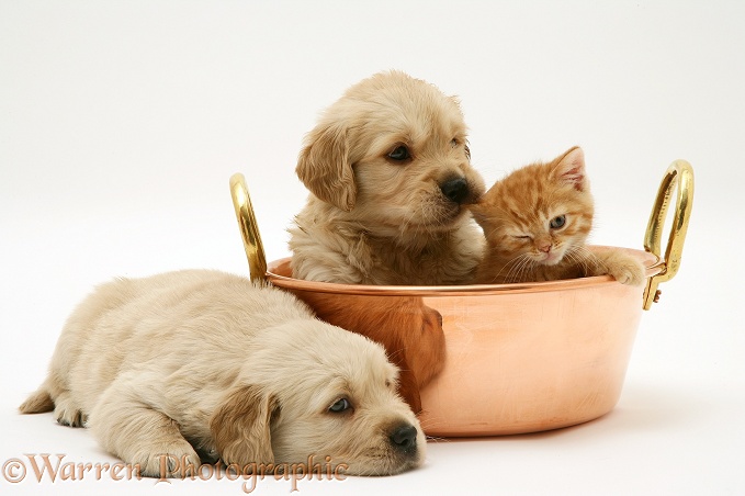 Golden Retriever pups and ginger kitten in a copper pan, white background