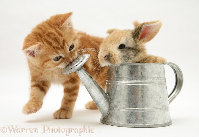 Ginger kitten with young rabbit in a watering can, white background