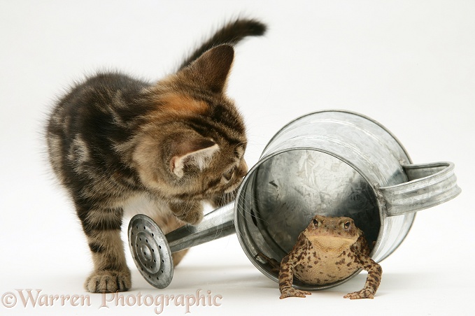 Tabby kitten inspecting a toad in a small metal watering can, white background