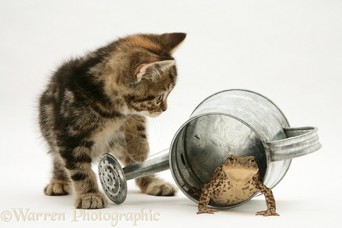 Tabby kitten inspecting a toad in a small metal watering can, white background