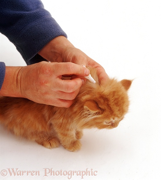 Applying spot-on flea treatment to a ginger kitten, white background