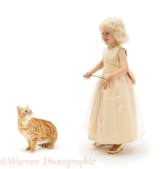 Siena with ginger cat, Benedict, white background