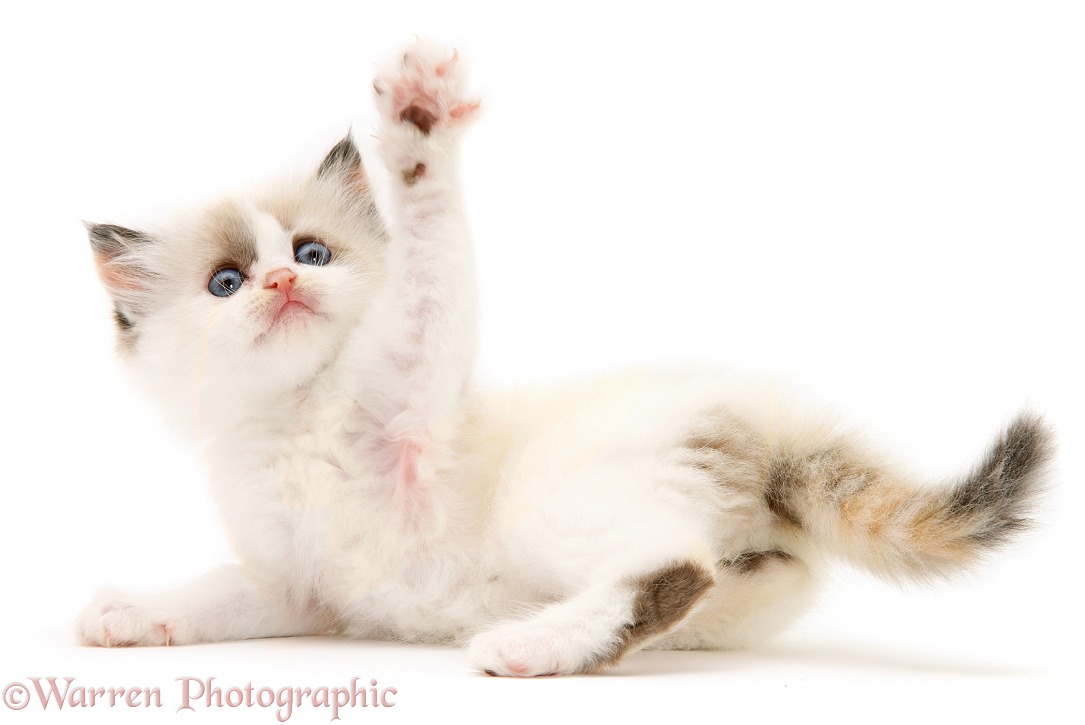 Birman-cross kitten reaching up with one paw, white background