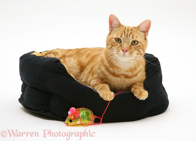 Ginger cat, Benedict, 15 months old, in a cat bed, white background