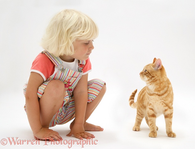 Siena and ginger cat, Benedict, white background