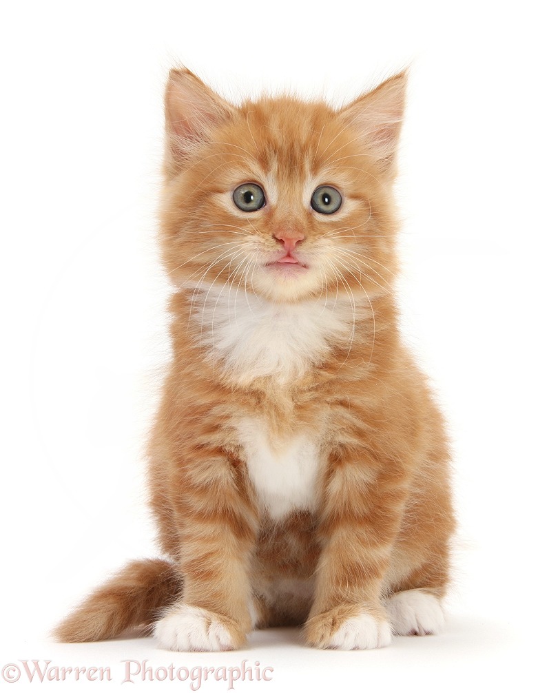 Ginger kitten, Butch, 6 weeks old, sitting, white background