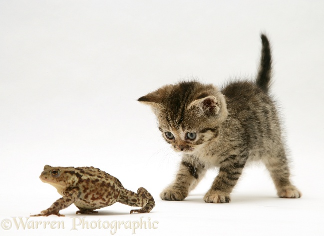 Tabby kitten and toad, white background