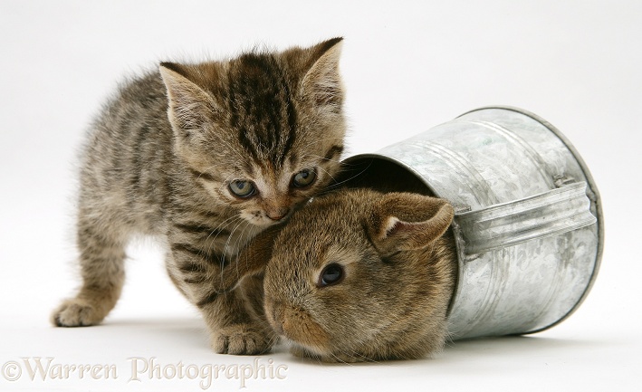 Tabby kitten with young rabbit in a watering can, white background