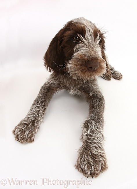 Brown Roan Italian Spinone pup, Riley, 13 weeks old, lying with head up, white background