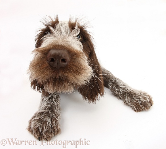 Brown Roan Italian Spinone pup, Riley, 13 weeks old, lying with head up, white background