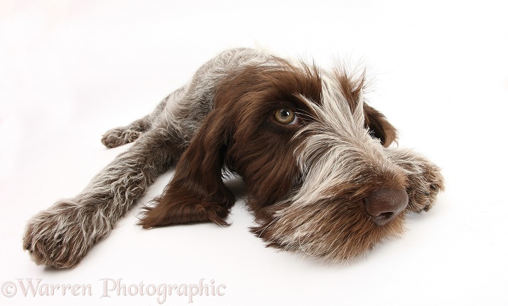 Brown Roan Italian Spinone pup, Riley, 13 weeks old, lying with chin on the ground, white background