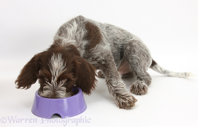 Brown Roan Italian Spinone pup, Riley, 13 weeks old, eating from a plastic bowl, white background