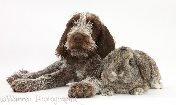 Brown Roan Italian Spinone pup, Riley, 13 weeks old, with agouti Lop rabbit, white background