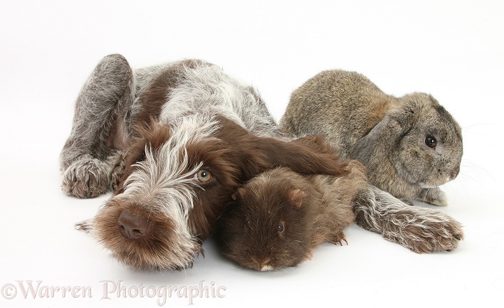 Brown Roan Italian Spinone pup, Riley, 13 weeks old, with rough haired Guinea pig and agouti Lop rabbit, white background