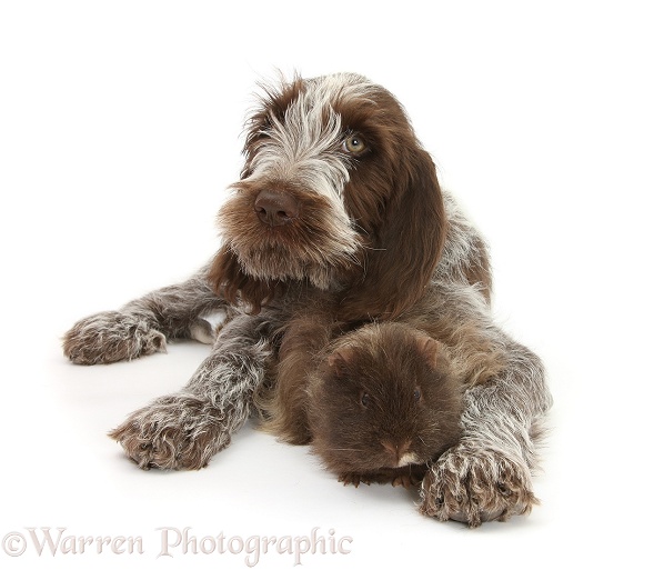 Brown Roan Italian Spinone pup, Riley, 13 weeks old, with rough haired Guinea pig, white background