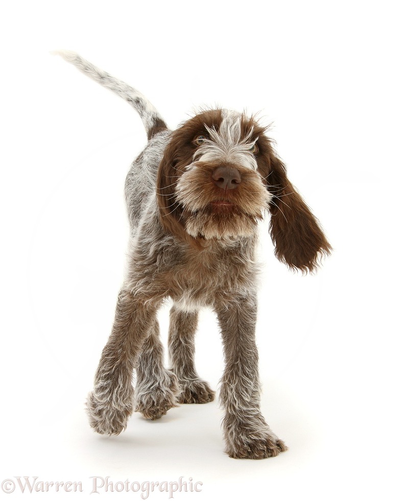 Brown Roan Italian Spinone pup, Riley, 13 weeks old, trotting forward, white background