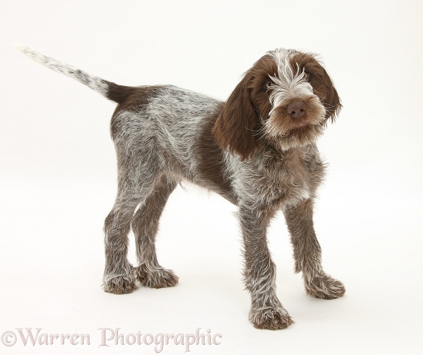 Brown Roan Italian Spinone pup, Riley, 13 weeks old, standing, white background