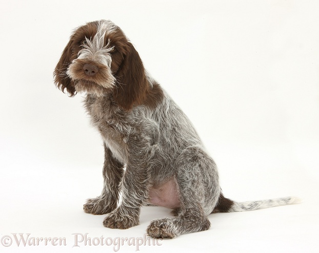 Brown Roan Italian Spinone pup, Riley, 13 weeks old, sitting, white background