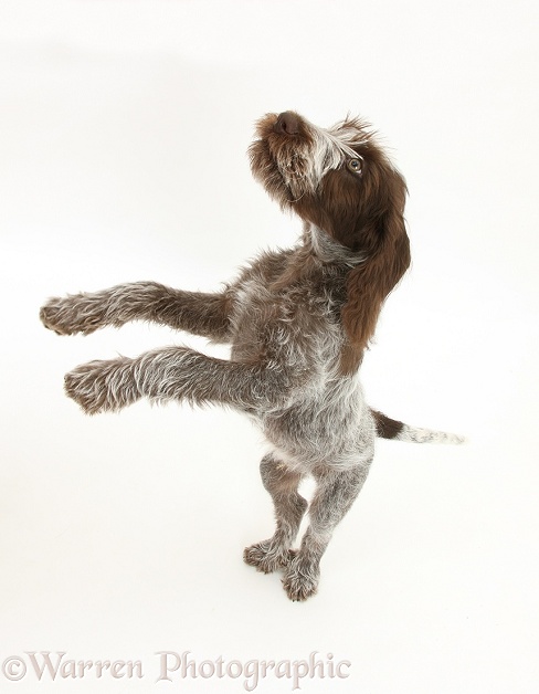 Brown Roan Italian Spinone pup, Riley, 13 weeks old, standing up on hind legs, white background