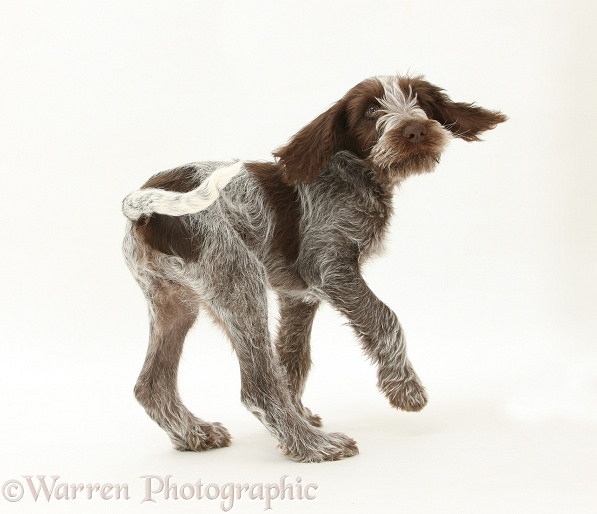 Brown Roan Italian Spinone pup, Riley, 13 weeks old, spinning round, white background