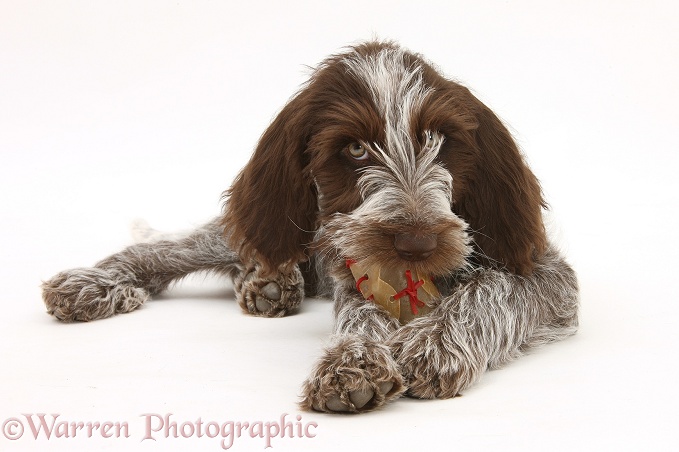 Brown Roan Italian Spinone pup, Riley, 13 weeks old, chewing a rawhide shoe, white background