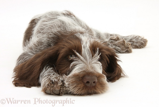 Brown Roan Italian Spinone pup, Riley, 13 weeks old, lying with chin on the ground, white background