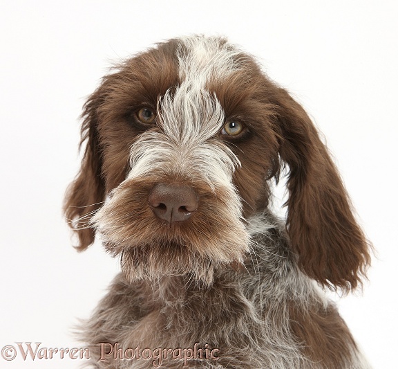 Brown Roan Italian Spinone pup, Riley, 13 weeks old, white background