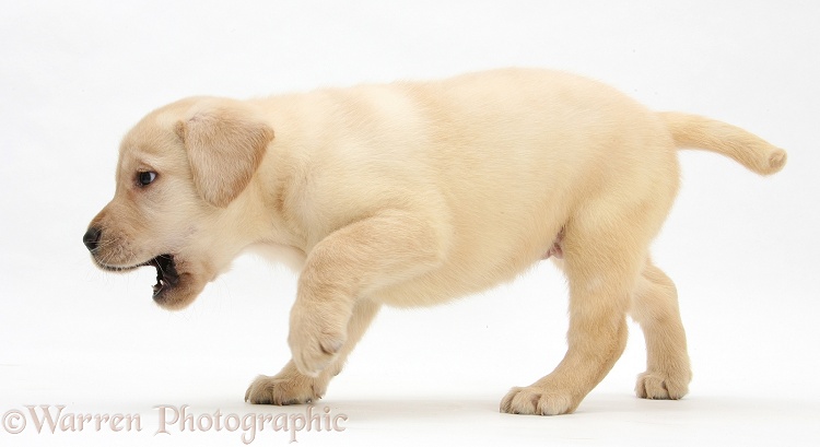 Yellow Labrador Retriever puppy, 7 weeks old, white background