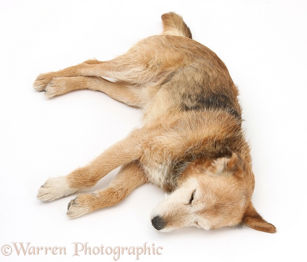 Lakeland Terrier x Border Collie, Bess, 14 years old, unconscious, white background