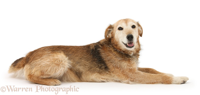Lakeland Terrier x Border Collie, Bess, 14 years old, white background