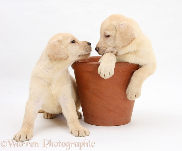 Yellow Labrador Retriever puppies, 7 weeks old, in a flowerpot, white background