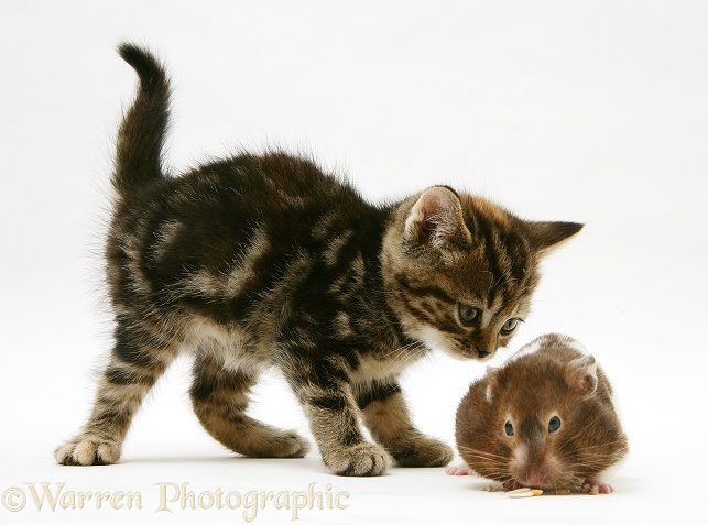 Tabby kitten with hamster, white background