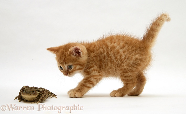 Ginger kitten and toad, white background