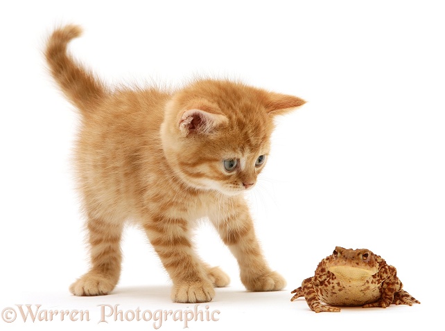 Ginger kitten and toad, white background