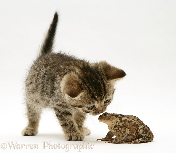 Tabby kitten and toad, white background