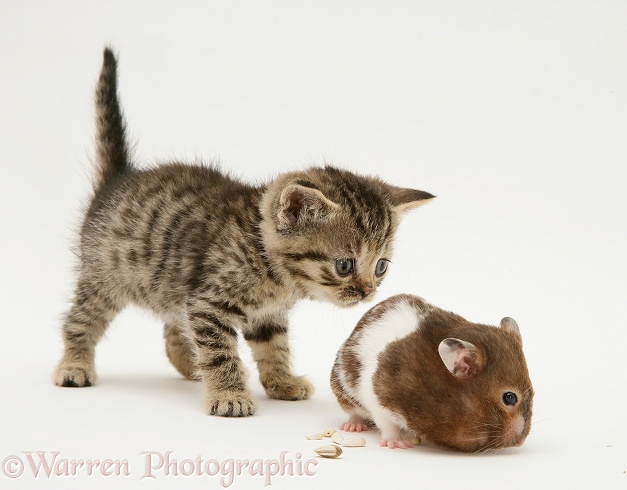 Brown spotted British Shorthair tabby kitten watching a hamster, Tibbles, fill his pouches, white background