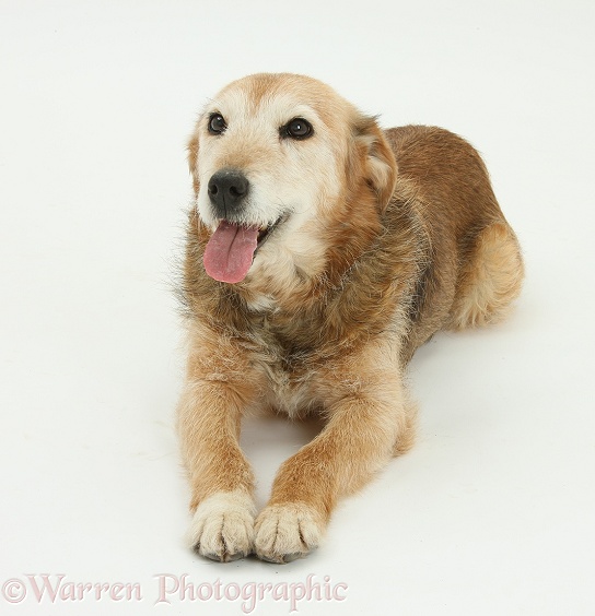 Lakeland Terrier x Border Collie, Bess, 14 years old, panting, white background