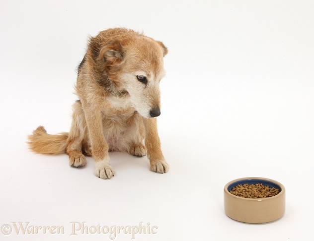 Lakeland Terrier x Border Collie, Bess, 14 years old, looking forlornly at her food, white background