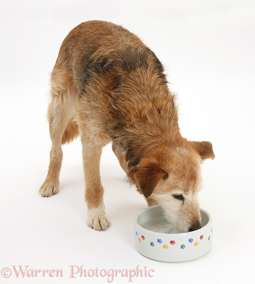 Lakeland Terrier x Border Collie, Bess, 14 years old, drinking from a bowl, white background
