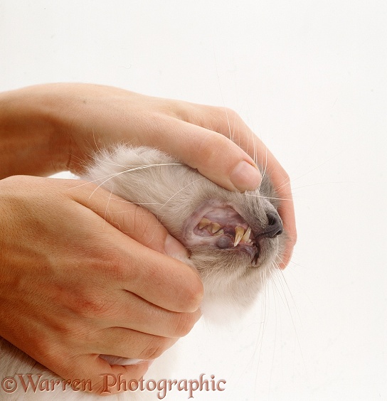 Showing gums of cat with anemia, white background