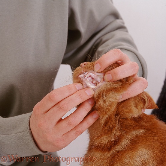 Showing gums of ginger cat with anemia, white background