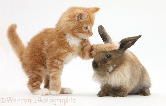 Ginger kitten, Butch, 7 weeks old, and young Lionhead-Lop rabbit, white background