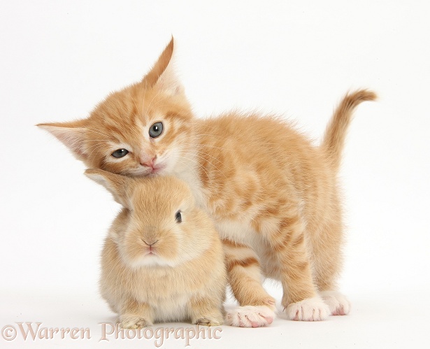 Ginger kitten, Tom, 7 weeks old, and baby sandy Lop rabbit, white background