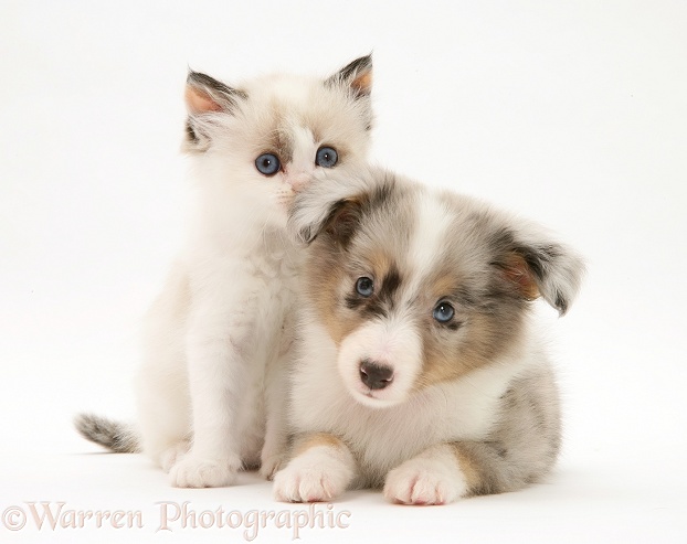 Birman-cross kitten and blue merle Shetland Sheepdog pup, white background