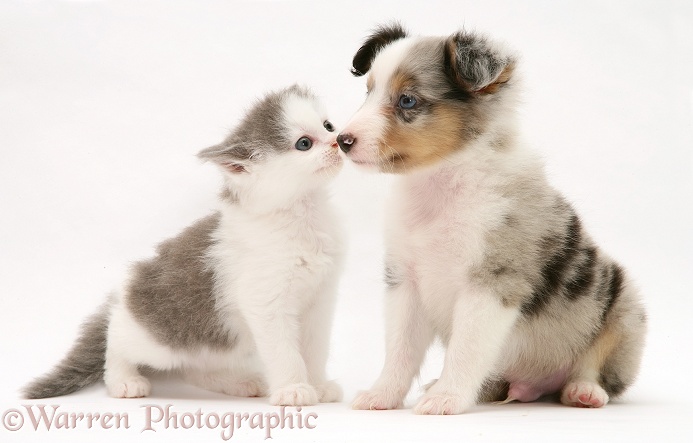 Birman-cross kitten and tricolour merle Shetland Sheepdog pup sniffing noses, white background