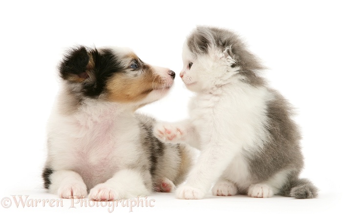 Birman-cross kitten and tricolour merle Shetland Sheepdog pup sniffing noses, white background