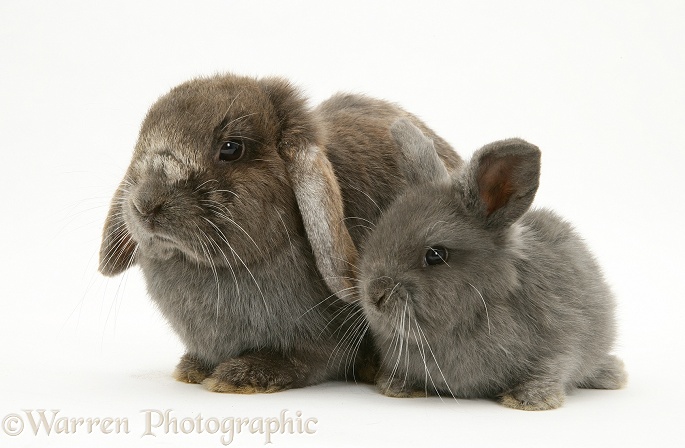 Grey mother and baby Lop Rabbits, white background