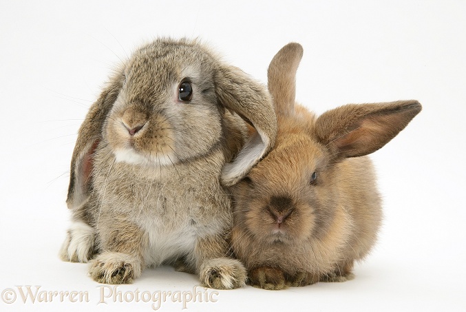 Mother and young Lop Rabbit, white background